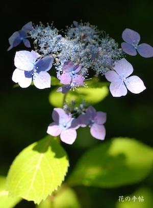 アジサイ　｜花の手帖の紫陽花図鑑