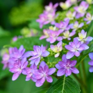 アジサイ　｜花の手帖の紫陽花図鑑