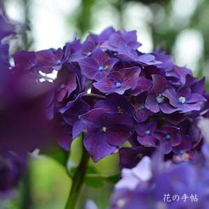 アジサイ　ディープパープル｜花の手帖の紫陽花図鑑