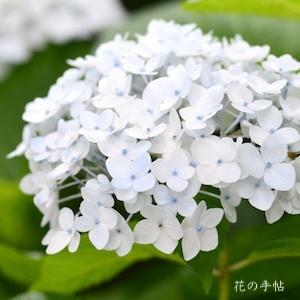 アジサイ　エンドレスサマーブラッシングブライド（Endless Summer Blushing Bride）｜花の手帖のweb紫陽花図鑑