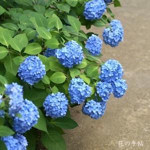アジサイ　エンドレスサマー｜花の手帖のweb紫陽花図鑑