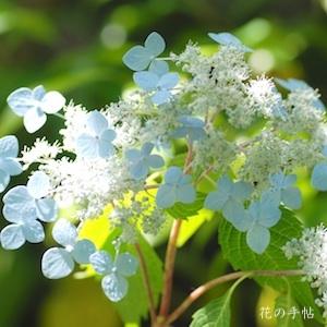 アジサイ　｜花の手帖の紫陽花図鑑