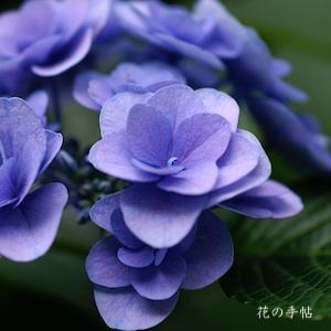 アジサイ　フェアリーアイ｜花の手帖の紫陽花図鑑
