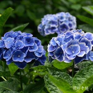 アジサイ　フラウ マリコ（Frau Mariko）｜花の手帖の紫陽花図鑑