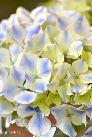 アジサイ　 フラウ ニュー タイコ（Frau New Taiko）｜花の手帖の紫陽花図鑑