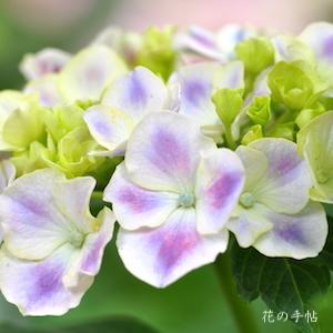 アジサイ　 フラウ ノブコ（Frau Nobuko）｜花の手帖の紫陽花図鑑