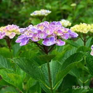 アジサイ　 フラウ オチョウ（Frau Ochou）｜花の手帖の紫陽花図鑑