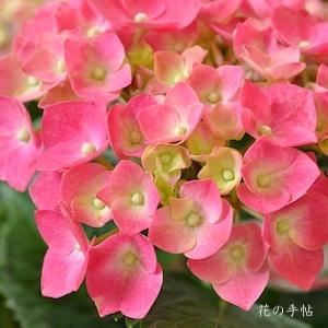 アジサイ フラウ ローザ（Frau Rosa）｜花の手帖の紫陽花図鑑