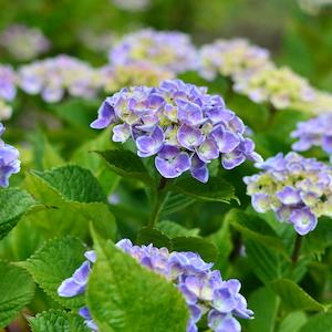 アジサイ フラウ ヨシコ（Frau Yoshiko）｜花の手帖の紫陽花図鑑