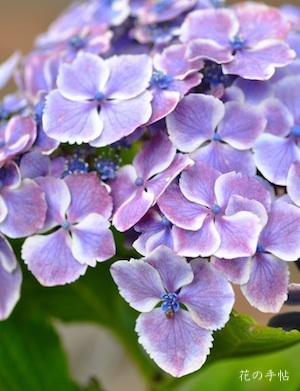アジサイ　ブラウマイゼ（Blaumeise）｜花の手帖の紫陽花図鑑