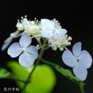 アジサイ　フガク（富岳）｜花の手帖の紫陽花図鑑