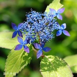 アジサイ　フゲンノハナ（普賢の華）｜花の手帖の紫陽花図鑑