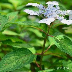 アジサイ　ファンタスティック｜花の手帖の紫陽花図鑑