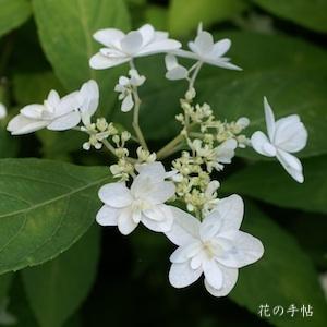 アジサイ　フジノタキ（富士の滝）｜花の手帖の紫陽花図鑑
