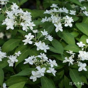 アジサイ　フジノタキ（富士の滝）｜花の手帖の紫陽花図鑑