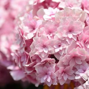 アジサイ　ギャラクシー（Galaxy）｜花の手帖の紫陽花図鑑