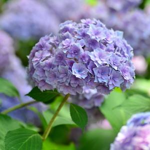 アジサイ　ギャラクシー（Galaxy）｜花の手帖の紫陽花図鑑