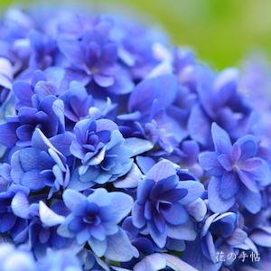 アジサイ　ごきげんよう｜花の手帖の紫陽花図鑑