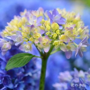 アジサイ　ごきげんよう｜花の手帖の紫陽花図鑑