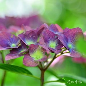 アジサイ　グリーンシャドウ（Green Shadow）｜花の手帖の紫陽花図鑑