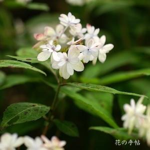 アジサイ　ハゴロモノマイ（羽衣の舞）｜花の手帖の紫陽花図鑑