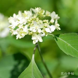 アジサイ　ハゴロモノマイ（羽衣の舞）｜花の手帖の紫陽花図鑑