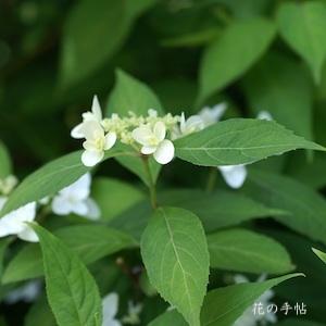 アジサイ　ハクチョウ（白鳥）｜花の手帖の紫陽花図鑑