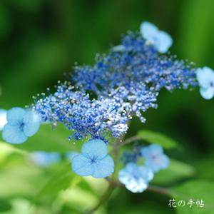 アジサイ　ハクハン（白班）｜花の手帖の紫陽花図鑑
