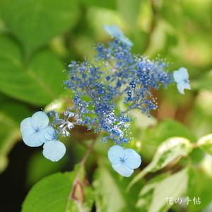 アジサイ　ハクハン（白班）｜花の手帖の紫陽花図鑑