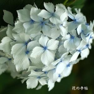 アジサイ　ハナフブキ（花吹雪）｜花の手帖の紫陽花図鑑