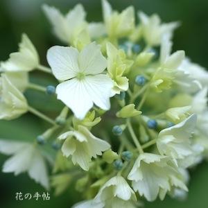アジサイ　ハナフブキ（花吹雪）｜花の手帖の紫陽花図鑑