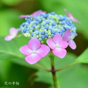 アジサイ　花かのこ｜花の手帖の紫陽花図鑑