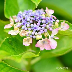 アジサイ　花かのこ｜花の手帖の紫陽花図鑑