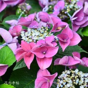 アジサイ　ハッピーフレンド｜花の手帖の紫陽花図鑑