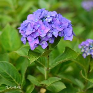 アジサイ　ハリーズピンクトッパー｜花の手帖の紫陽花図鑑