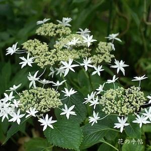 アジサイ　ハチジョウチドリ（八丈千鳥）｜花の手帖の紫陽花図鑑