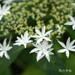 アジサイ　ハチジョウチドリ（八丈千鳥）｜花の手帖の紫陽花図鑑