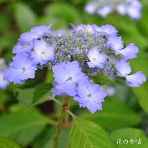 アジサイ　ハツコイ（初恋）｜花の手帖の紫陽花図鑑