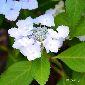 アジサイ　ハツコイ（初恋）｜花の手帖の紫陽花図鑑