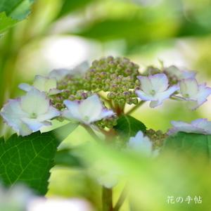 アジサイ　ハツコイ（初恋）｜花の手帖の紫陽花図鑑