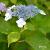 アジサイ ハツシモ｜花の手帖のアジサイ図鑑