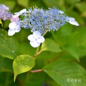アジサイ　ハツシモ（初霜）｜花の手帖の紫陽花図鑑