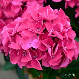 アジサイ　ハワイアングレープ｜花の手帖の紫陽花図鑑