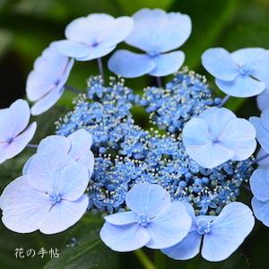 アジサイ　ハワイアンライチ｜花の手帖の紫陽花図鑑