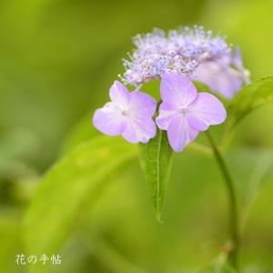 アジサイ　ヒゴシボリ（肥後絞り）｜花の手帖の紫陽花図鑑
