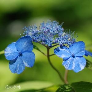 アジサイ　ヒゴシボリ（肥後絞り）｜花の手帖の紫陽花図鑑