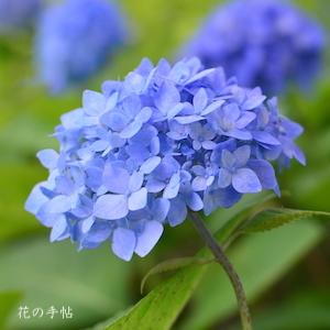 アジサイ　ヒメアジサイ（姫紫陽花）｜花の手帖の紫陽花図鑑