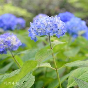 アジサイ　ヒメアジサイ（姫紫陽花）｜花の手帖の紫陽花図鑑