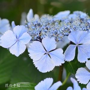 アジサイ　ヒメコマチ（姫小町）｜花の手帖の紫陽花図鑑