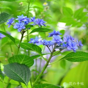 アジサイ　ヒミコ（卑弥呼）｜花の手帖の紫陽花図鑑